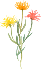 Colorful flowers bouquet